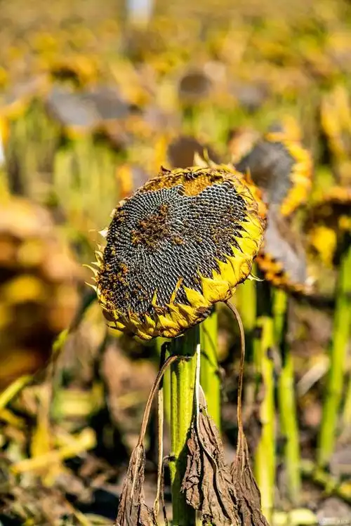 已经成熟的向日葵