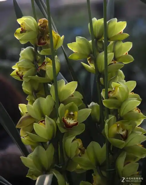 大花蕙兰(上)-中关村在线摄影论坛