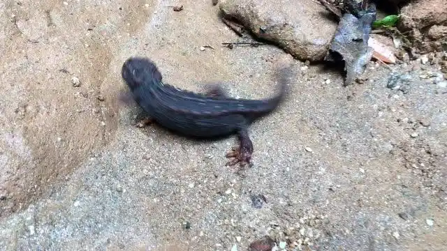 盈江的棕黑疣螈