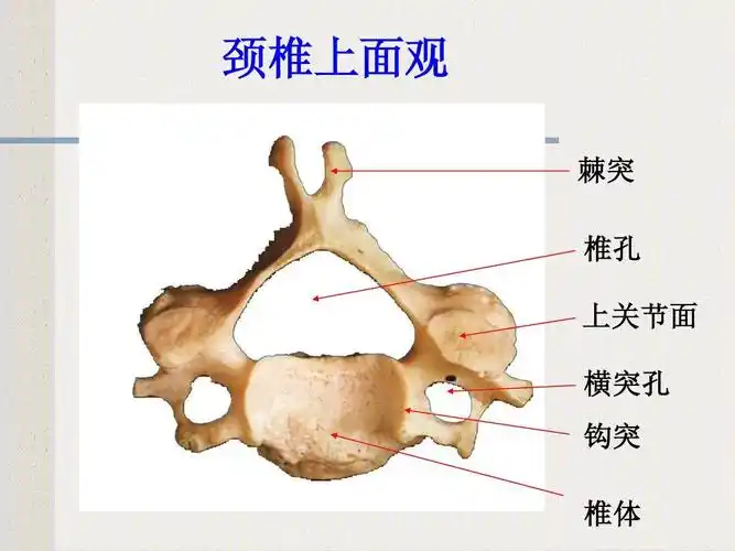 脊柱解剖ppt_word文档在线阅读与下载_无忧文档
