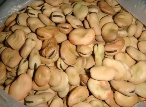 兰花豆又叫什么?是什么植物的果实?