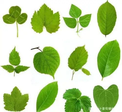 形态各异,种类不一的各种树叶