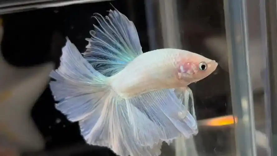 泰国斗鱼马尾狮王半月母斗鱼观赏鱼热带鱼活体宠物鱼缸淡水