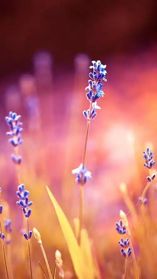 紫色薰衣草花海