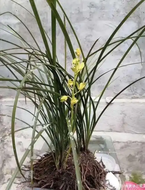 一兜蕙兰卖出800万,很多人认为是疯了,兰花有这么值钱吗