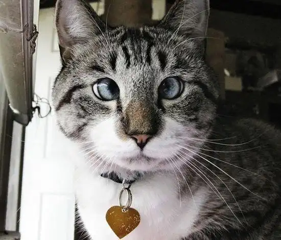 斗鸡眼喵星人爆红网络