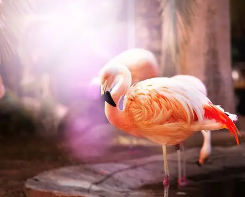 火烈鸟写真高清摄影图片