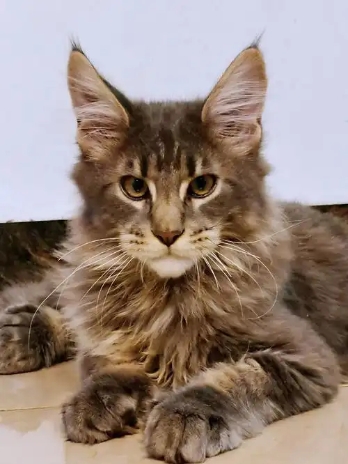 缅因猫大脚缅因银虎斑