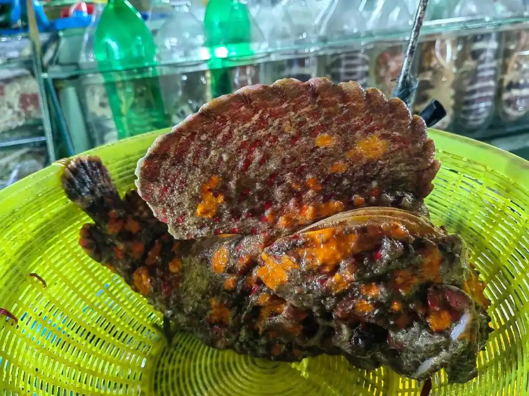 学名为褐菖鲉,又称石狗公.石头 - 抖音