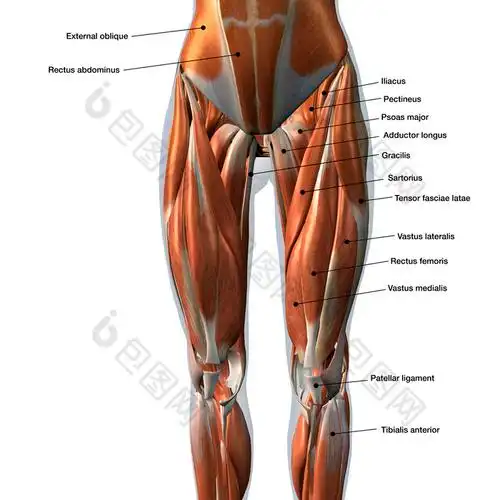 成年人类大腿肌肉分布图