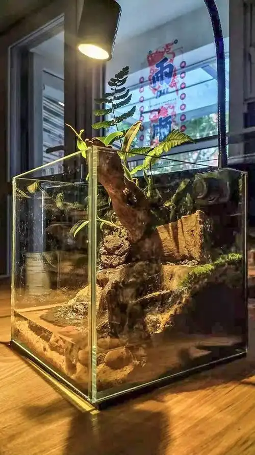 20x20角蛙幸福小屋