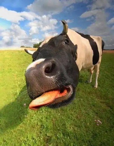 图片频道-霸气侧漏的超爆笑动物