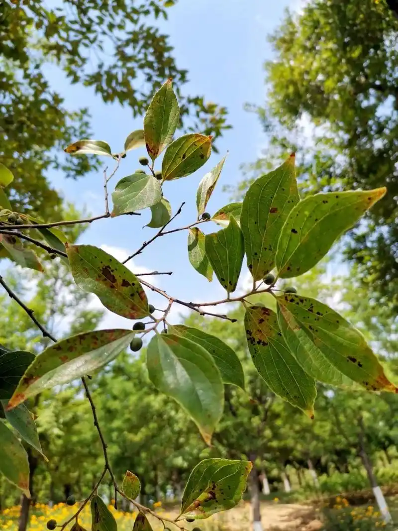 一种叫"朴树"的树 朴树(学名:celtis sinensis pers.