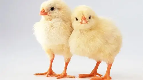 两只可爱的小鸡 桌布 - 1366x768