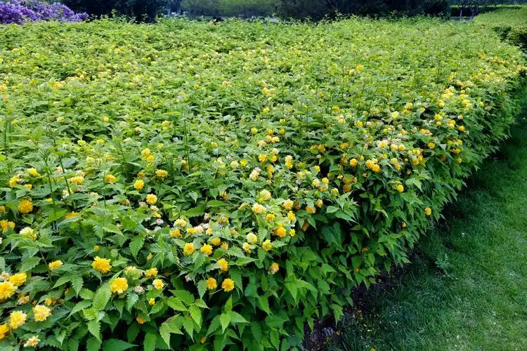 p data-id="tzw4egm652wi">棣棠花是蔷薇科棣棠花属落叶灌木,小枝