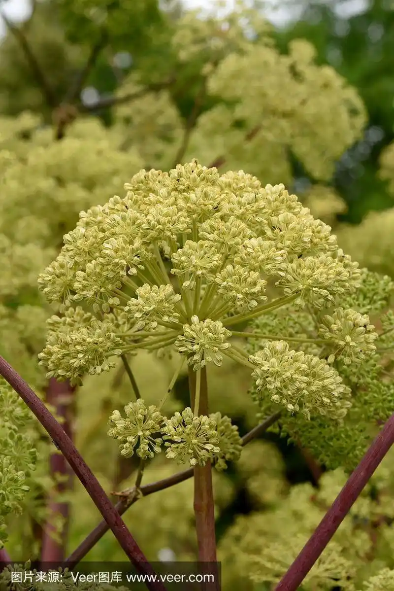 草本,植物群,当归,自然,有机食品