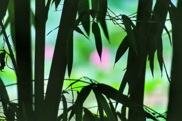《竹韵荷花》竹林的前景与远景荷花的点缀,构成一幅富有诗意画面.