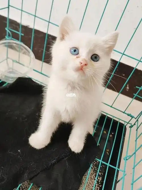 特价纯白异瞳狮子猫