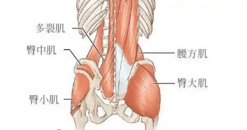 怎么找到臀中肌?