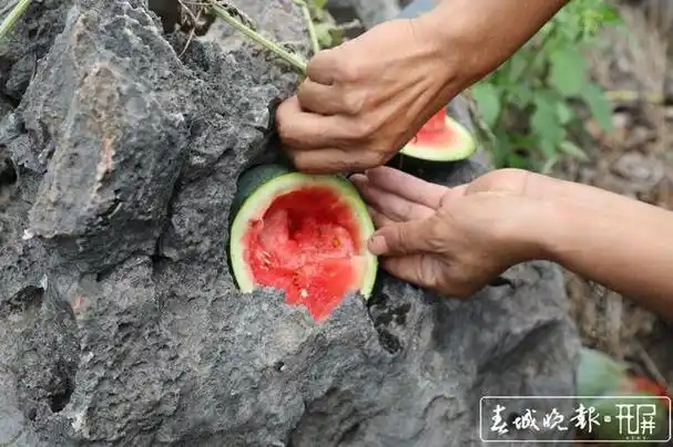 云南村民在石头缝里种出"瓜坚强",吃瓜只能这样…|元江县|西瓜|石缝