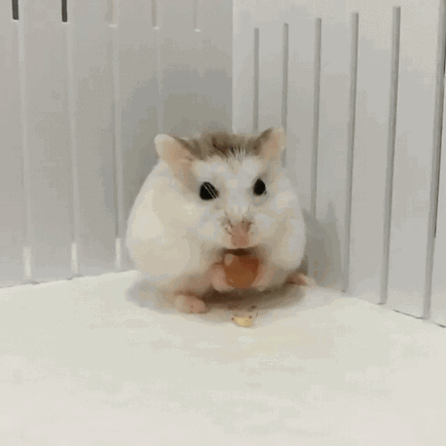 为什么仓鼠到了秋天就容易发福