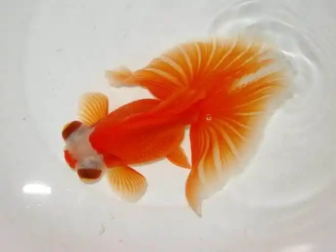 大眼金鱼怎么养(不常见的龙睛系金鱼品种盘点)