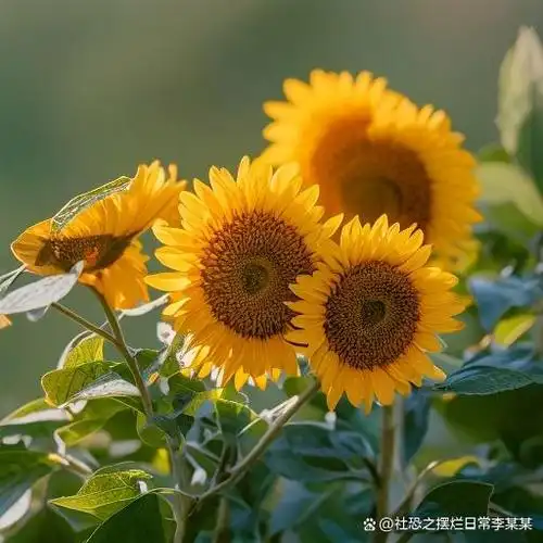 谢谢你,因为有你,温暖了四季,谢谢你,感谢有你,把幸福传递