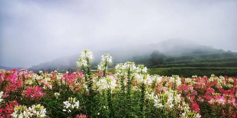 徜徉与山水和花海间
