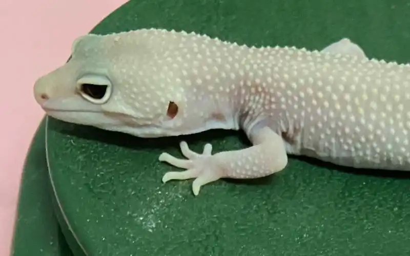 【豹纹守宫】很猛的雪花恶魔白酒吃播