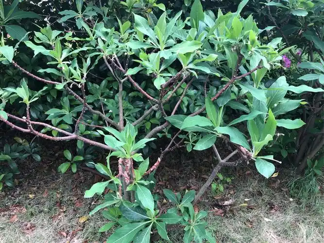 未生绿叶先生香—亮亮班结香探索之旅