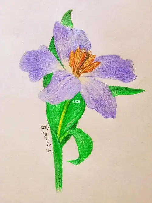 彩铅手绘74紫罗兰