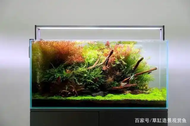 90cm沉木造景三角型结构草缸,沉木结构及水草搭配恰到好处