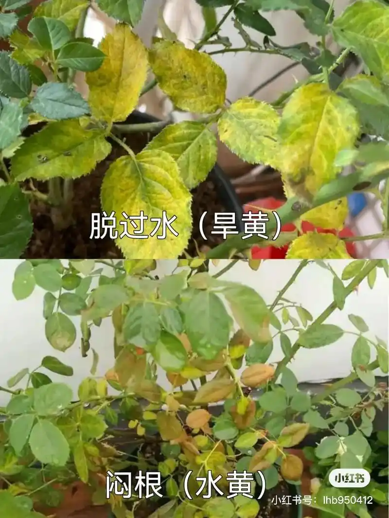月季常见病虫害辨别,防治知识见评论,无保留分享!很全面,把红 - 抖音