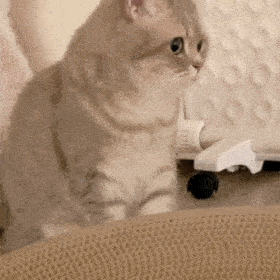 沙雕猫表情包猫咪熊仔动图表情包