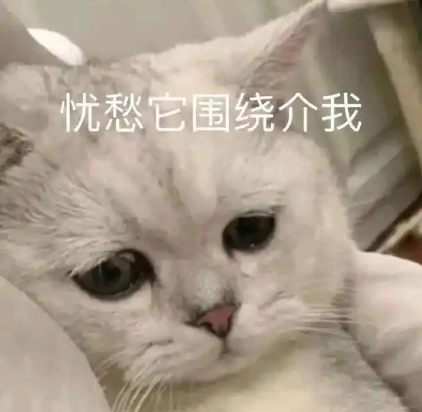 啊啥猫猫疑惑表情包