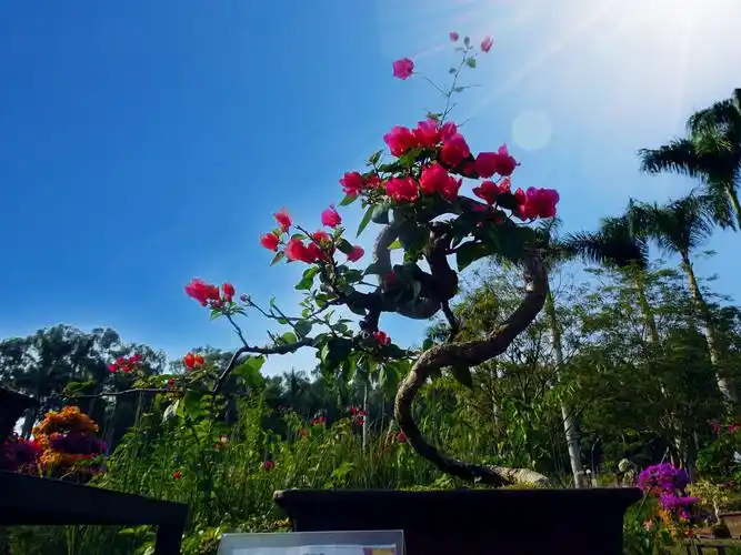 簕杜鹃盆栽造型