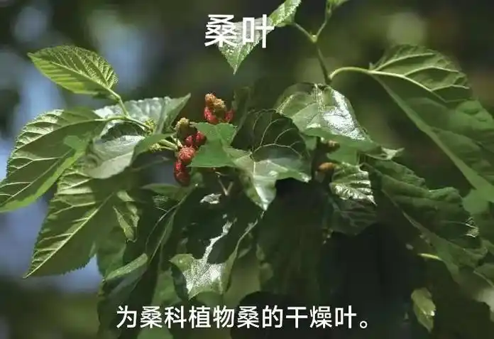 桑叶【植物识别】落叶灌木或小乔 - 抖音