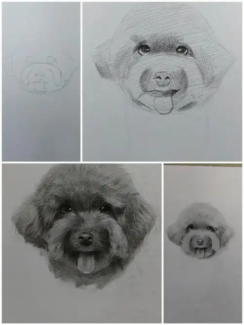 泰迪狗狗画画步骤图