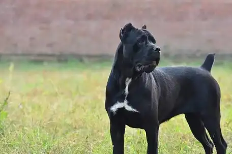 世界上攻击性最强的烈性犬种,藏獒不惜落榜,第一名大家很熟悉!