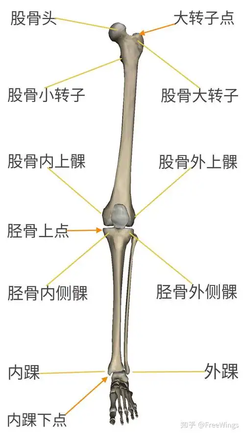 会摸到屁股外侧和大腿根部外侧之间有一个凹陷,这个凹陷稍前方,会摸到