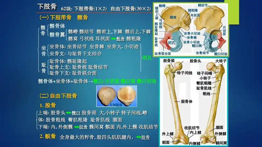 无忧文档 所有分类 高等教育 教育学 系统解剖学1ppt  股骨 颈 股骨