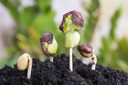 植物播种农业和播种植物种子生长步骤概念照片