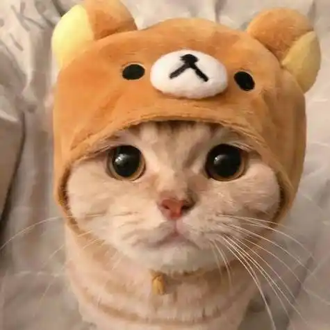 2021最火可爱猫咪头像 可爱头像图片大全 -【爱个性】