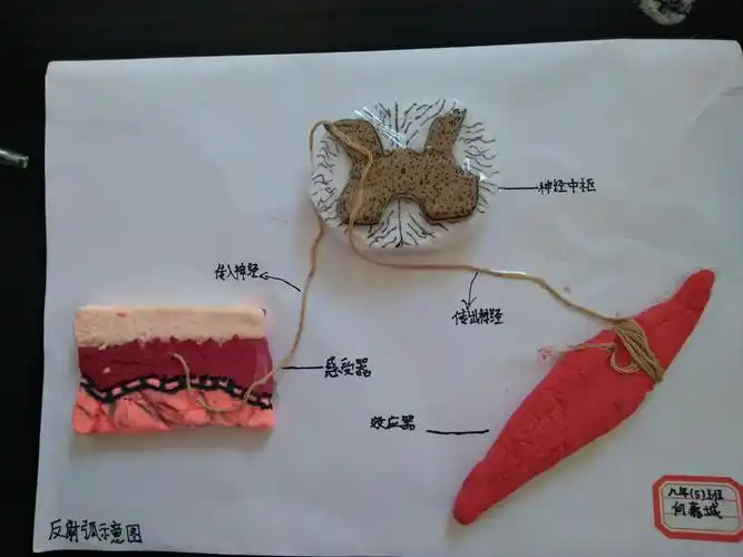 感动与遗憾一三明十二中第8届艺术节之生物小制作