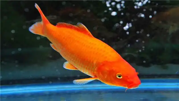 火鲤与全红锦鲤的区别