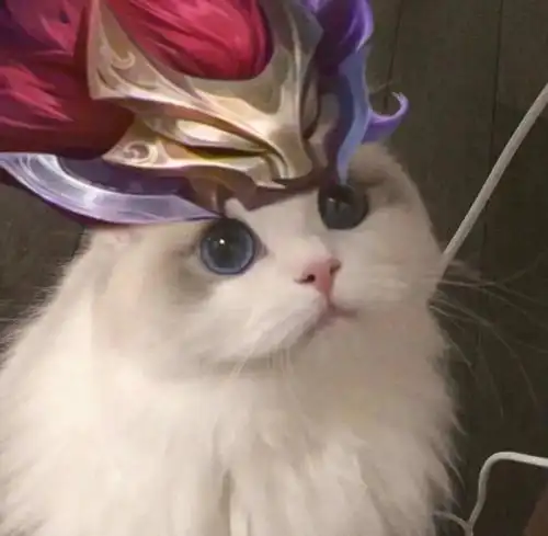 王者荣耀猫咪头像有你的本命英雄吗