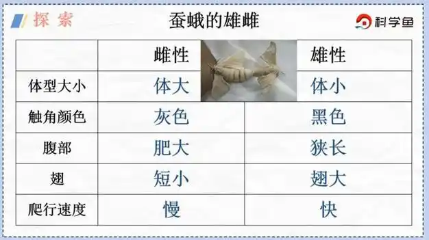 你家的蚕宝宝结茧了吗养蚕问题大揭秘