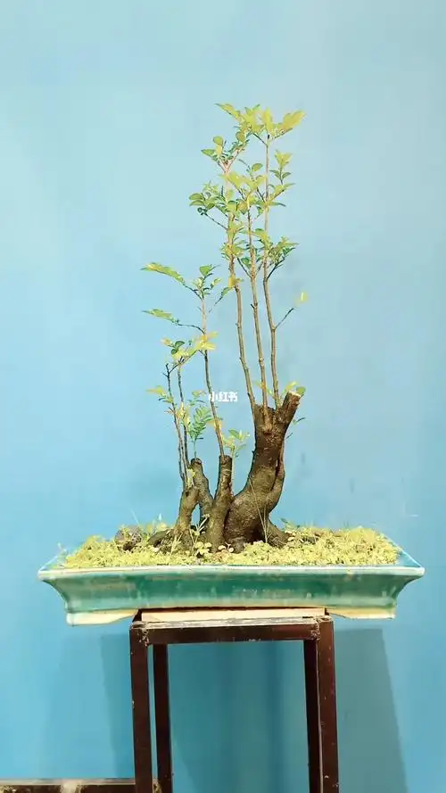 黑骨茶盆景黑骨香盆景