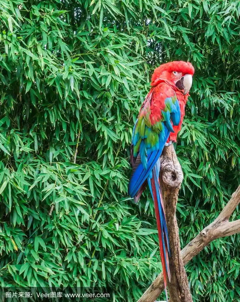 翅膀,绿翅金刚鹦鹉,鹦鹉,宠物,绿色