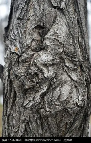 国槐树干纹理
